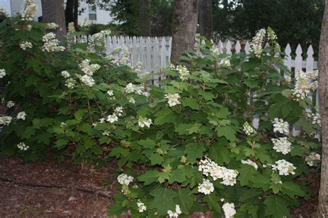Beautiful Oak Leaf Hydrangeas