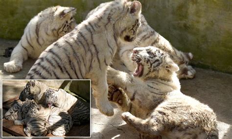 White Tigers Cubs Playing