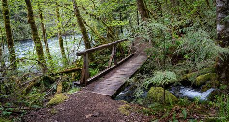 Mckinsey River Trail Oregon McKenzie River Trail , June | 2024,
