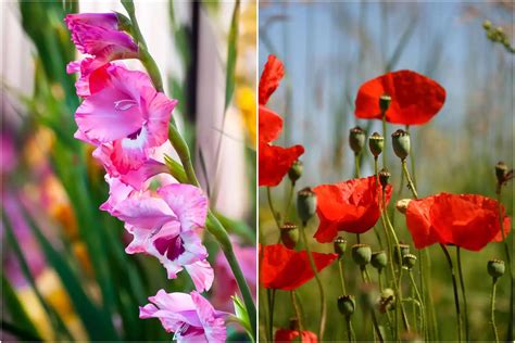 August Birth Month Flowers Pictures | Best Flower Site