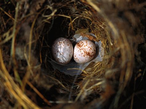 Letting a Backyard Go Wild | National Geographic