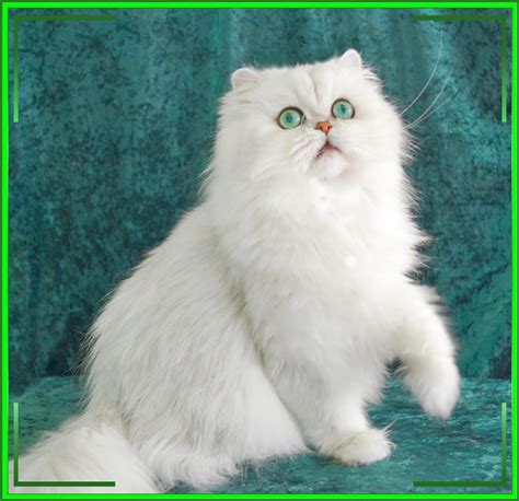 Chinchilla Persian Cat Photography