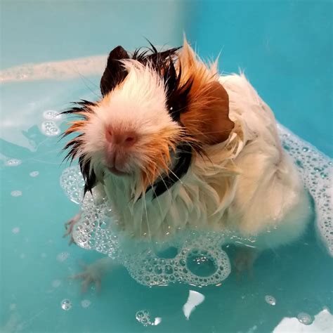 Shampoo Guinea Pigs