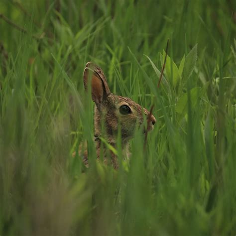 Interesting Facts About Desert Cottontail Rabbits at Steve Bushnell blog