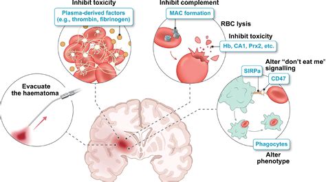 Intracranial Hemorrhage After Tpa Frontiers | Intracranial Hemorrhage