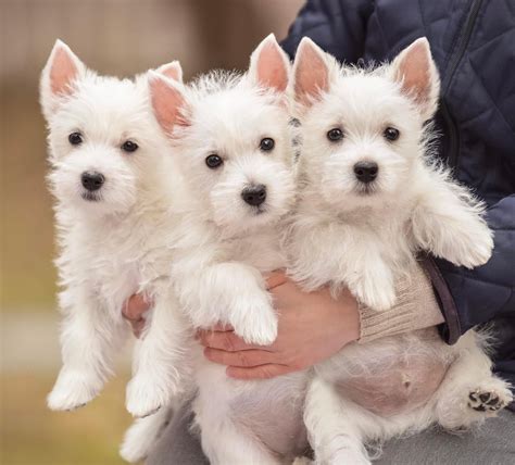 Adorable West Highland Terrier Puppies