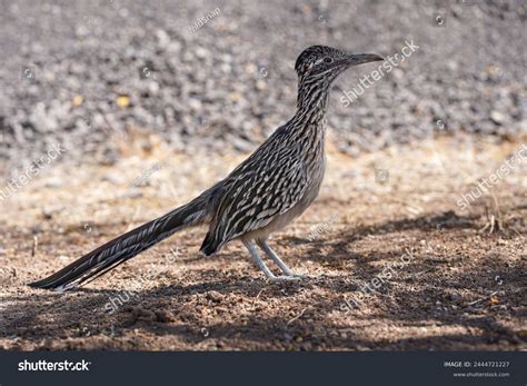 Road Runner Run 的图像结果