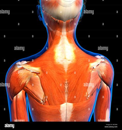 Female neck shoulder muscles anatomy in blue X-Ray outline Full Color ...