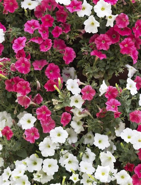 Different Types of Petunias: Learn About The Varieties Of Petunias ...