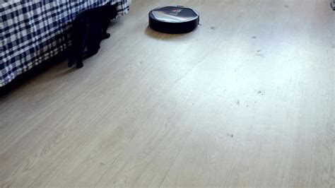 Black cat playing with robotic vacuum cleaner which is cleaning floor ...