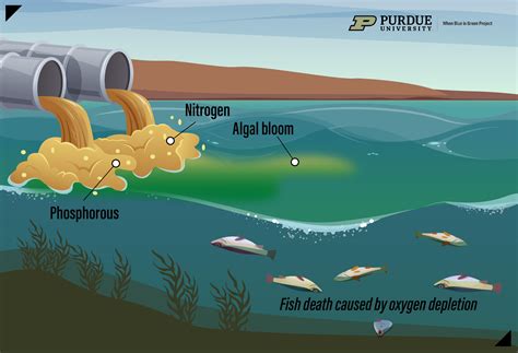 Eutrophication
