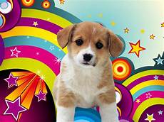Best Puppy Backgrounds by Puppies Wallpapers Wallpaper Hd And Background Best Puppy Backgrounds