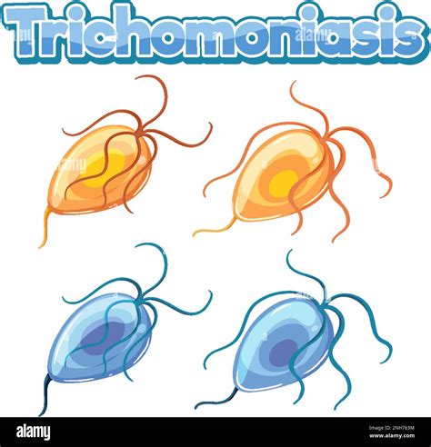 Trichomonas vaginalis (a protozoan parasite) illustration Stock Vector Image & Art - Alamy