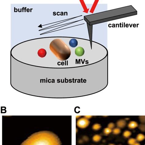 Image result for AFM Explained Microscope