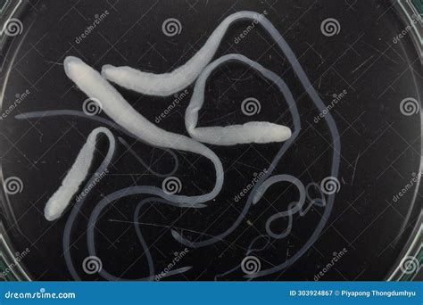 Tapeworms (Cestoda: Caryophyllidea), Parasites Of Fish Under The ...