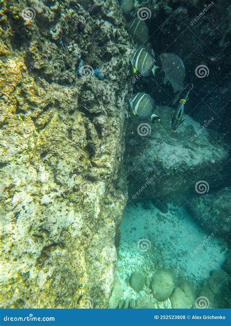 Sharks Cove Snorkeling in Oahu Hawaii North Shore Stock Photo - Image ...