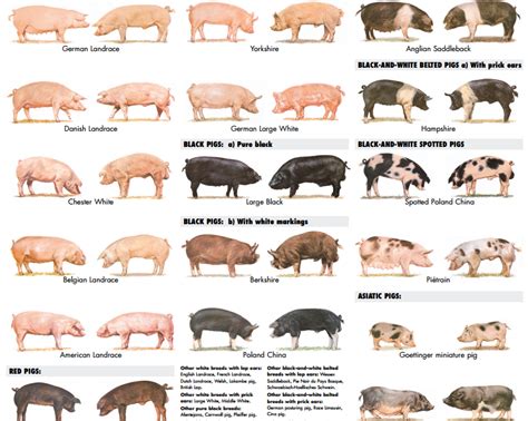 Barnyard Animals, Cute Animals, Farm Facts, Hog Farm, Hog Pig, Pig Feed ...
