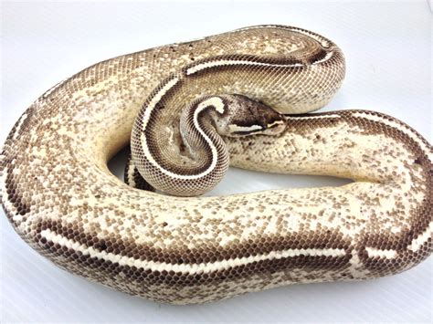 Image result for Leopard Freeway Ball Python