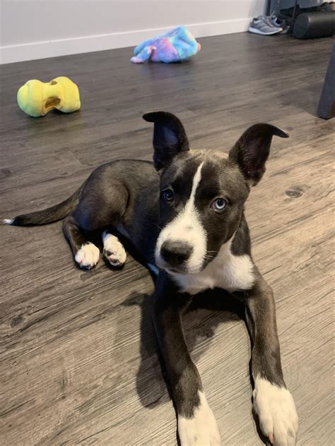 Husky Pit Mix Puppies