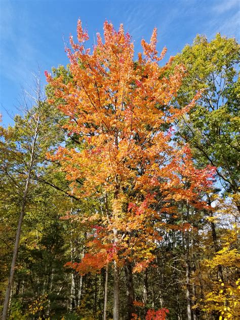 Fall foliage in Massachusetts | FWS.gov