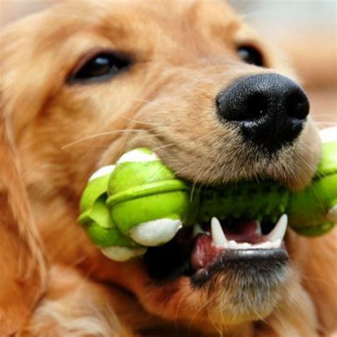 Are All Dogs Descendants Of Wolves