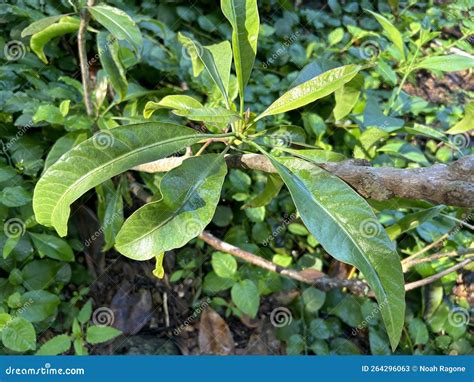 Charpentiera Densiflora: Papala Native Hawaiian Plant Stock Image ...