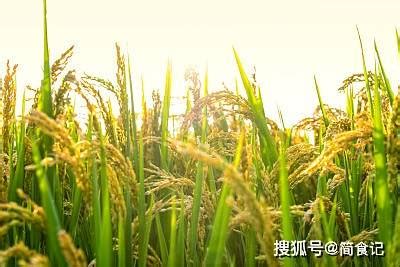 跨越4500年，古今水稻有啥不同？_腾讯新闻