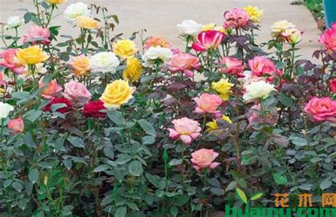 玫瑰花怎么种植方法 —【发财农业网】
