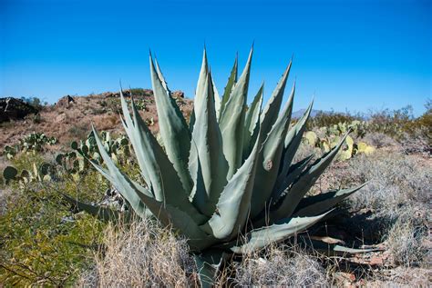 Dwarf Blue Agave Plant