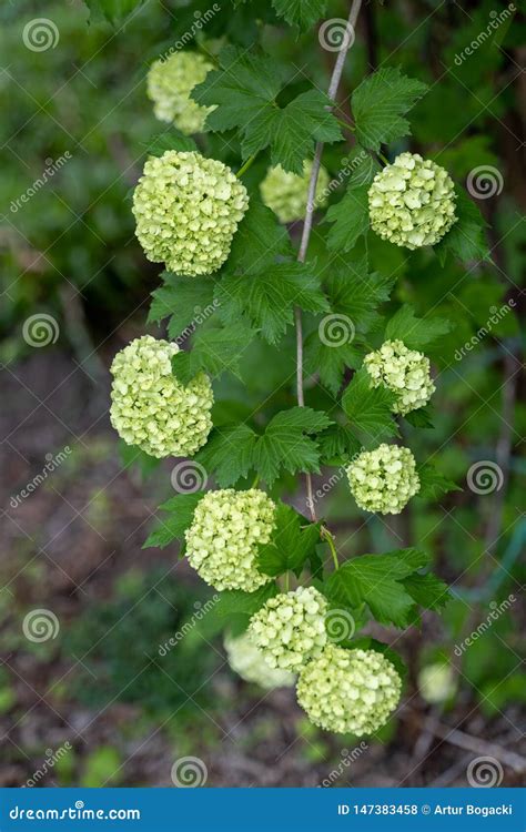 Viburnum Opulus Roseum European Cranberrybush Stock Photo - Image of ...