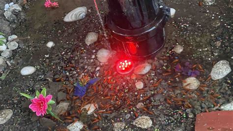 New York is Sesame Street: Brooklyn residents have created a fish pond out of a leaking fire ...