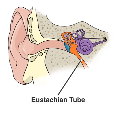 Adenoid Surgery (1 of 3) - What are adenoids and what problems can they cause? | ENT UK - ideal age for adenoid removal