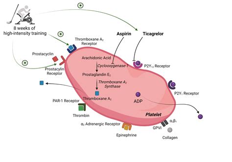 High-Intensity Exercise Training Improves Basal Platelet Prostacyclin Sensitivity and ...