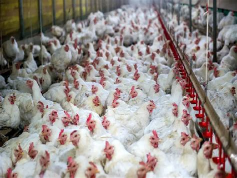 Chicken price slashed to Rs.30 per kg amid Coronavirus scare in Hyderabad