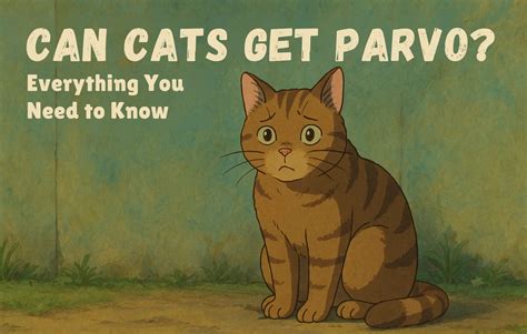 Can Cats Get Parvo? Signs, Risks & Prevention – Michu Australia