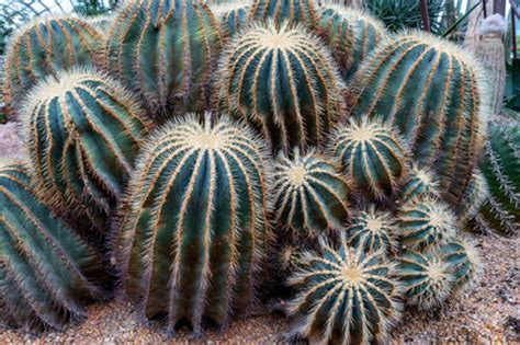 All About Indoor Cactus Plants – ChhajedGarden.com