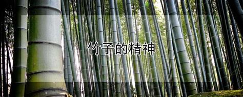 竹子的精神-农百科