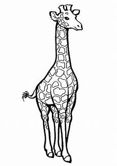 giraffe comic malvorlagen ausmalbilder ausgewachsene giraffe giraffen malvorlagen giraffe comic malvorlagen ausmalbilder ausgewachsene giraffe giraffen malvorlagen