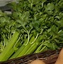 Image result for Celery Health Benefits for Men