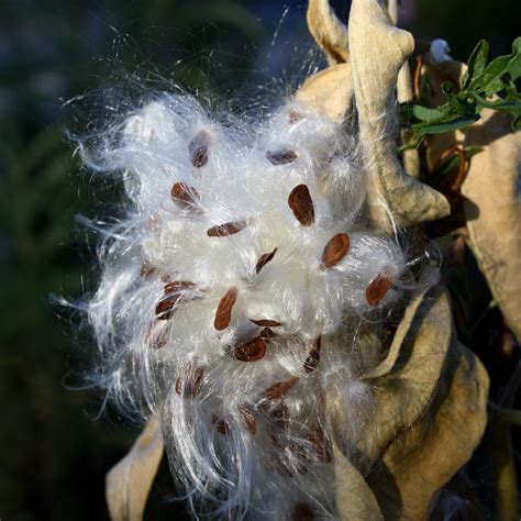 How To Grow Milkweed Seeds From Pods at Joel Herrera blog