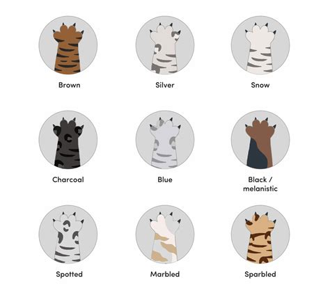 9 Bengal Cat Colors & Patterns (With Pictures) - Catster