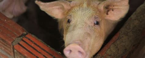 African Swine Fever Breaks Out in Manipur