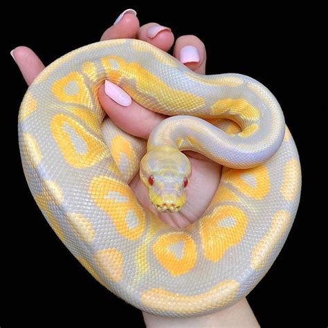 Image result for Female Pastel Ball Python