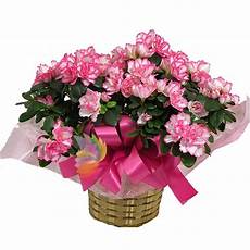 fiori azalee pianta di azalea fiorita spediamo fiori dolci e regali fiori azalee pianta di azalea fiorita spediamo fiori dolci e regali