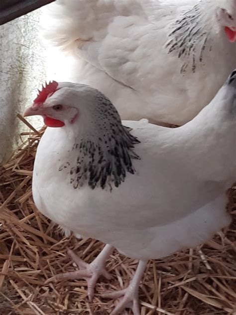 Nutztiere Kleinanzeigen