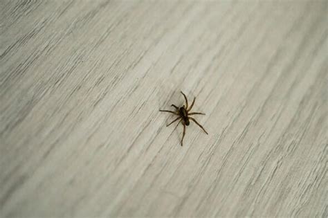 Conkers can actually keep spiders at bay - but you need to do 1 task ...