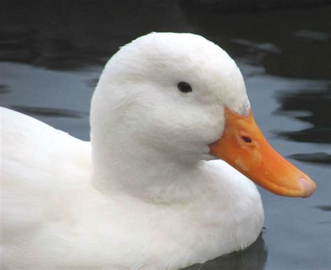 Image result for Duck Number Code in Python Using Count