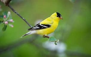 Image result for American Goldfinch Southern California