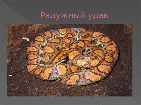 Змеи. Виды змей