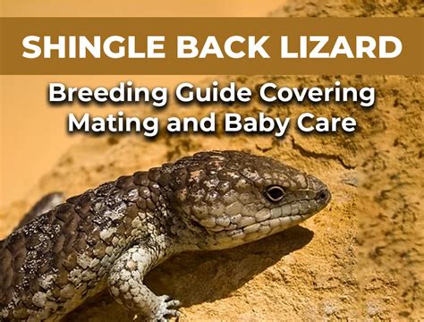 Shingleback Lizard Breeding Guide